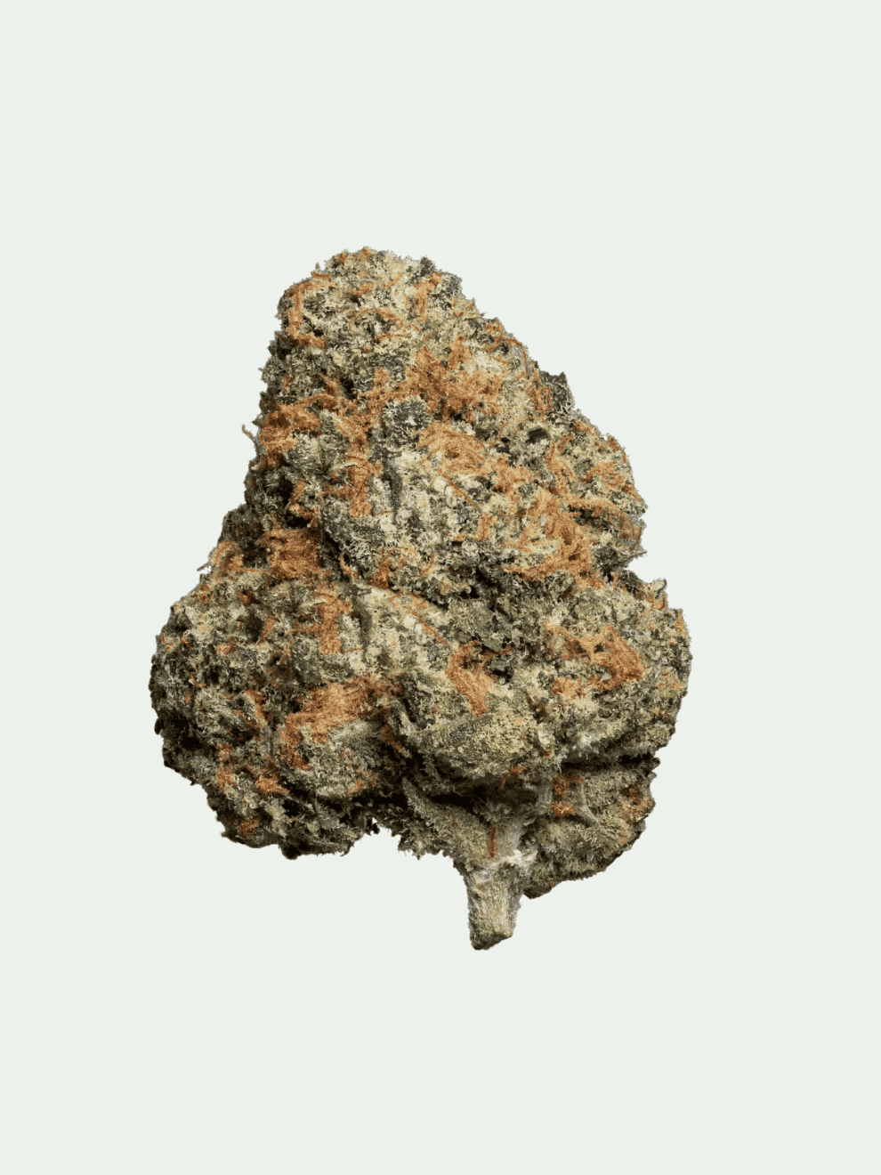 Lime Purple (35) Enua 1g – Bild 1