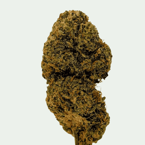 Tropical Mango