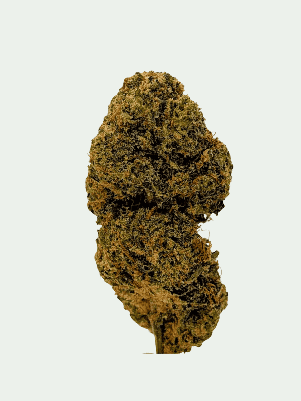 Lime Purple (8) Tropical Mango – Bild 1