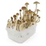 Fresh Mushrooms Zuchtset 'B+' – Bild 6