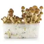 Fresh Mushrooms Zuchtset 'Ecuador' – Bild 2