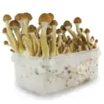 Fresh Mushrooms Zuchtset 'Ecuador' – Bild 3