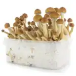 Fresh Mushrooms Zuchtset 'Ecuador' – Bild 5