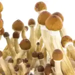 Fresh Mushrooms Zuchtset 'Ecuador' – Bild 7