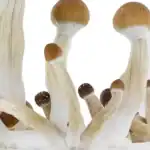 Fresh Mushrooms Zuchtset 'Golden Teacher' – Bild 4