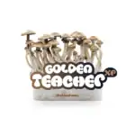 Fresh Mushrooms Zuchtset 'Golden Teacher' – Bild 6