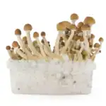 Fresh Mushrooms Zuchtset 'McKennaii' – Bild 8