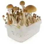 Fresh Mushrooms Zuchtset 'Mexican'