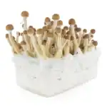 Fresh Mushrooms Zuchtset 'Mexican' – Bild 3