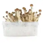 Fresh Mushrooms Zuchtset 'Mexican' – Bild 2