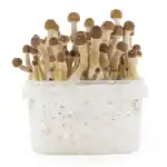 Fresh Mushrooms Zuchtset 'Mexican' – Bild 4