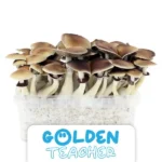 NurBluten Zuchtset 'Golden Teacher'