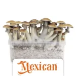 NurBluten Zuchtset 'Mexican'